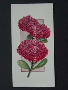 No.39 SEDUM Flowers All Year Round - Issued by Carreras / Black Cat 1977 - Picture 1 of 1