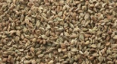 Celery Seeds - Spice Organic Herbs - Supplyist- 50gm - Image 1 of 4