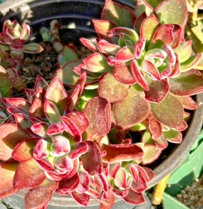 Succulent Echeveria Pulvinata Plush Chenille 3 Live 1" Fuzzy Plant Red Cuttings - Picture 1 of 4