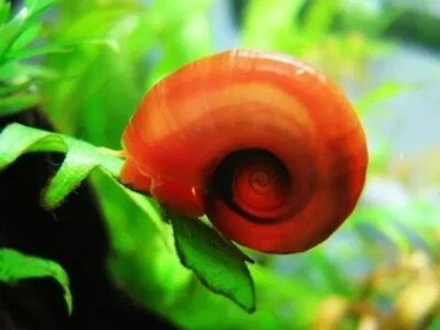 10 + 2 in regalo Lumaca Acquario e Laghetto Red Planorbaius -  Lumache ANTI ALGA - Immagine 1 di 4