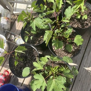 Hibiscus tea Plant - Roselle Live Plant Hibiscus sabdariffa - Picture 1 of 3