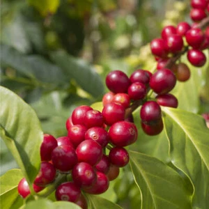 10 Seeds of Dwarf Arabian Coffee Tree, Coffea Arabica Nana - Picture 1 of 3