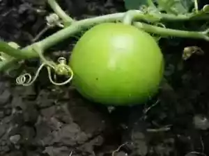 25 Praecitrullus fistulosus, Semi di zucca, Semi di zucca Tinda, Verdura esotica - Foto 1 di 5
