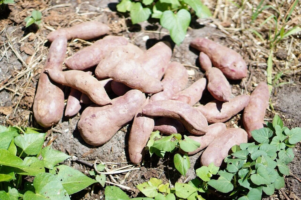 10 Sweet Potato Slips, Fresh Cuttings  Ready To Plant  4 variety - Image 1 of 4