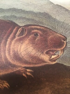 Sewellel Audubon Animal Print Poster Mountain Beaver Plate CXXIII - Picture 1 of 11