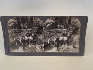 The Fallen Monarch, Mariposa Grove, Yosemite Valley, California Stereview - Picture 1 of 4
