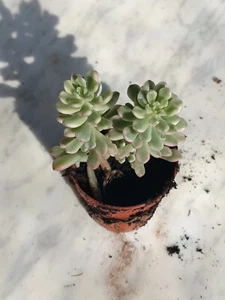 Sedum choyce variegata Planta Suculenta 5,5 cm Ø Cactus Aloe Sedum Agave - Imagen 1 de 1