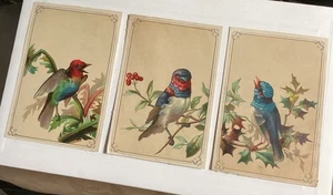 3 tarjetas coleccionables victorianas vintage pájaros coloridos antiguos años 1800 - Imagen 1 de 6