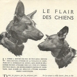 Le flair des chiens - - Article de presse 1919 - Picture 1 of 4