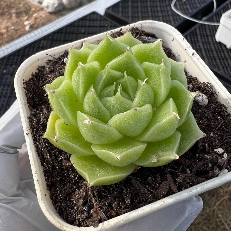 Echeveria uni ice Rare Succulent Imported from Korea Live Plant Live Succulent - Image 1 of 1