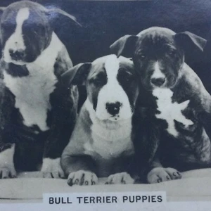 Tarjeta de cigarrillo de servicio para personas mayores 'Perros' - No. 2 - Cachorros Bull Terrier - Años 30 - Vi - Imagen 1 de 4