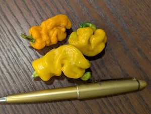 Trinidad Perfume Pepper Seeds – Mild Capsicum Chinense – Fragrant Caribbean - Bild 1 von 3