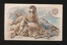 1893 J10 Church & Co "Arm & Hammer" INTERESTING ANIMALS -#4 Walrus