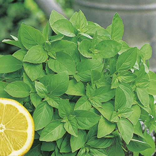 BASILICO LIMONE - BASIL LIME, 50 SEMI + OMAGGIO