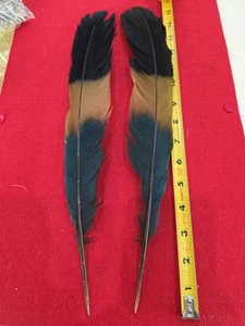 Par de plumas de cola de turaco azul Z76 - Imagen 1 de 3