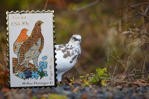 Vintage Alaska State Bird and Flower Postage Stamp Lapel Pin Willow Ptarmigan - Picture 1 of 5