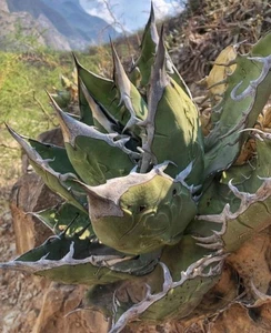 Agave titanota, frische Samen 100/200/500 - Bild 1 von 2