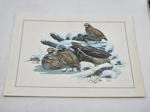 Balke Lithograph Wildlife Art Print Bobwhite Quail  11 X 14 Inches USA Hunting - Picture 1 of 6