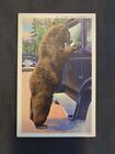 Vintage Postkarte Please Sir I'm Hungry Bear Looking in Car Window