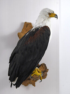 SCHREISEEADLER +Cites Tierpräparat Präparat Taxidermy Ausgestopft Eagle Aigle • 2,890€