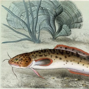 1868 Pêche et Poissons (Fish) Hand Painted Stone Chromo-Litho, Motella Vulgaris - Picture 1 of 6