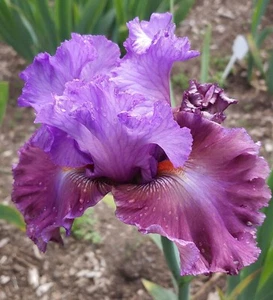'Chasing Destiny TB Iris Rhizome PREVENDITA per spedizione luglio, agosto e 25 settembre - Foto 1 di 4