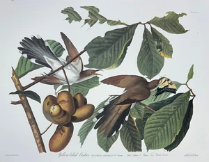 Audubon YELLOW-BILLED CUCKOO from Birds of America Abbeville Press edition 1985 - Picture 1 of 7
