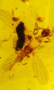 Kreidefossil Myanmar Bernstein Mücke Amber Fossil Myanmar - Bild 1 von 6