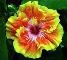 **THUNDER EGG** Rooted Tropical Hibiscus Plant***Ships In Pot**
