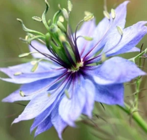 LOVE IN A MIST FLOWER SEEDS 300+ NIGELLA DAMASCENA ANNUAL wildflower GARDEN - Picture 1 of 2