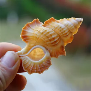 5-8 cm Biplex Perka Muschel Ahornblatt Triton Muschel Strand Hochzeit nautisches Dekor - Bild 1 von 5