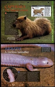 Capybara / Ajolote #56 Amazing Animals, Animals, Animals Fact File Page - Picture 1 of 1