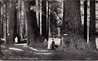 Kappys Antique Post Cards Santa Cruz Big Tree Grove Ca  (310)