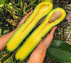 Long-Neck Avocado Grafted tree 50cm tall New HB plant produce fruit in 1-2 years