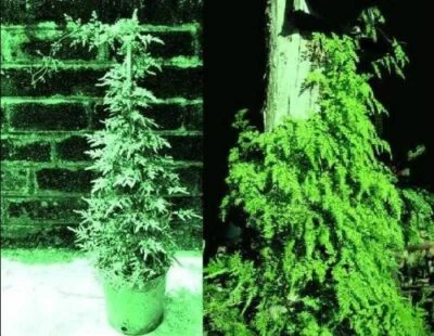 Kletterfarne winterhart Kletterpflanzen Hecken Heckenpflanzen immergrüne Pflanze - Bild 1 von 2