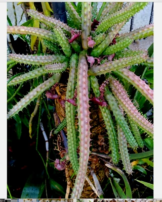 Bunch Save 15 plants Red Dragon Huernia Macrocarpa Burgundy Succulent plants - Image 1 of 4