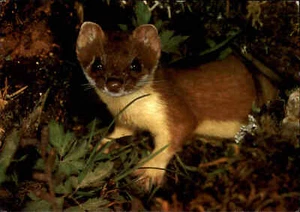 Spenden-AK Jugendherbergs-Spende Motiv Tiere Animal Großes WIESEL 1969 color - Picture 1 of 2