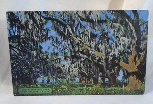 The Pakenham's Oaks New Orleans Louisiana cartolina d'epoca mai usata. - Foto 1 di 2