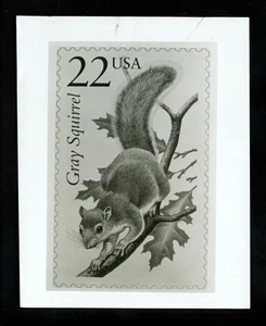 US Stamp FDC Publicity Photo Essay #2286 2335/2295 22c Grey Squirrel 1987 - Picture 1 of 2