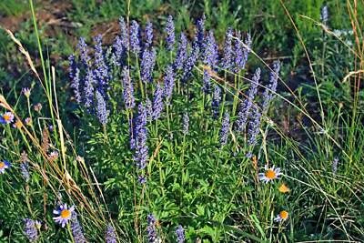 250 JAPANESE CATNIP Herb Purple Flower Jing Jie Schizonepeta Tenuifolia Seeds - Image 1 of 2