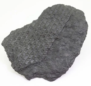 Pflanze, Sigillaria sp., Karbon, Ibbenbüren, BRD -m315 - Picture 1 of 5