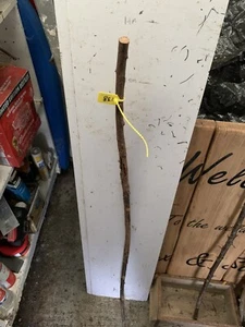 BLACKTHORN WALKING STICK SHANK Thorny Cane SEASONED Lot 138 - Picture 1 of 1