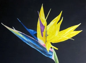 Paradiesvogel Gemälde in Aquarell 24'x18' (mehrfarbig) - Bild 1 von 2