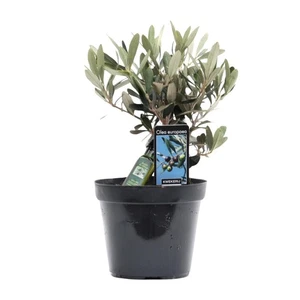 Olivenbaum Olea Olijf Ø13cm – 25cm hoch | Pflanzfix24 - Bild 1 von 4