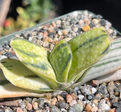 Planta de cactus suculenta abigarrada Gasteria marmorata Foto 1 de 3