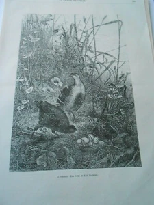 Gravure 1880 - La perdrix d'après Karl Bodmer - Picture 1 of 1