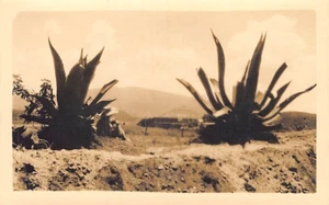 Postcard: RPPC Agaves, Aztec Temple, Teotihuacan, MEXICO, 1940's, Unposted - Picture 1 of 2