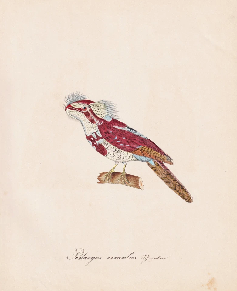 Eulenschwalm tawny frogmouth Vogel bird Aquarell Zeichnung dessin drawing 1840 - Bild 1 von 1