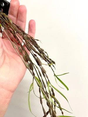 Dendrobium falconeri | Орхидеи SapphireChild - Изображение 1 из 4