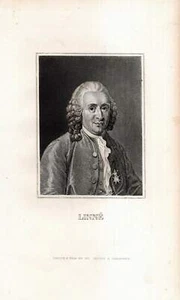 c1850 Carl von Linné Naturforscher Schweden Stahlstich-Porträt - Picture 1 of 1